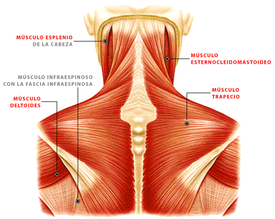 musculos del tronco